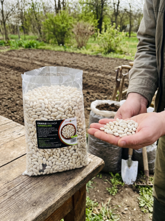 Seminte Fasole Oloaga Cannelino 500g - Soi Alb Pitic Productiv [1]