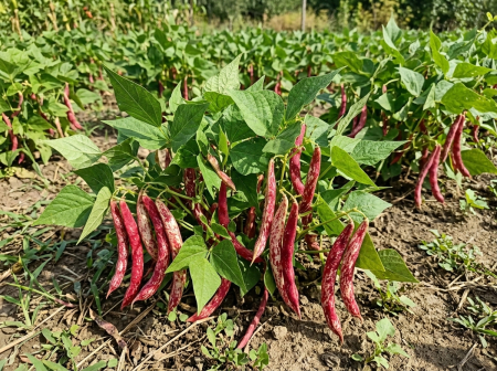 Seminte Fasole Oloaga Lingua di Fuoco 100g - Soi Pestrit Timpuriu si Productiv [1]