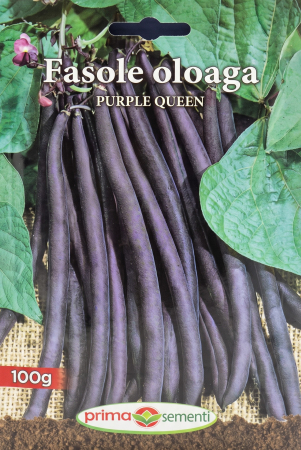Seminte fasole - Seminte Fasole Oloaga Purple Queen 100g - Soi Violet Pitic Fara Ate