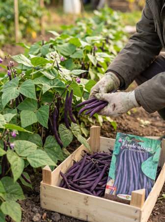 Seminte Fasole Oloaga Purple Queen 100g - Soi Violet Pitic Fara Ate [1]