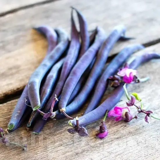 Seminte Fasole Oloaga Violeta Purple Queen 100g Patru Agro - Soi Productiv de Fasole Verzi Violete fara Ate [2]