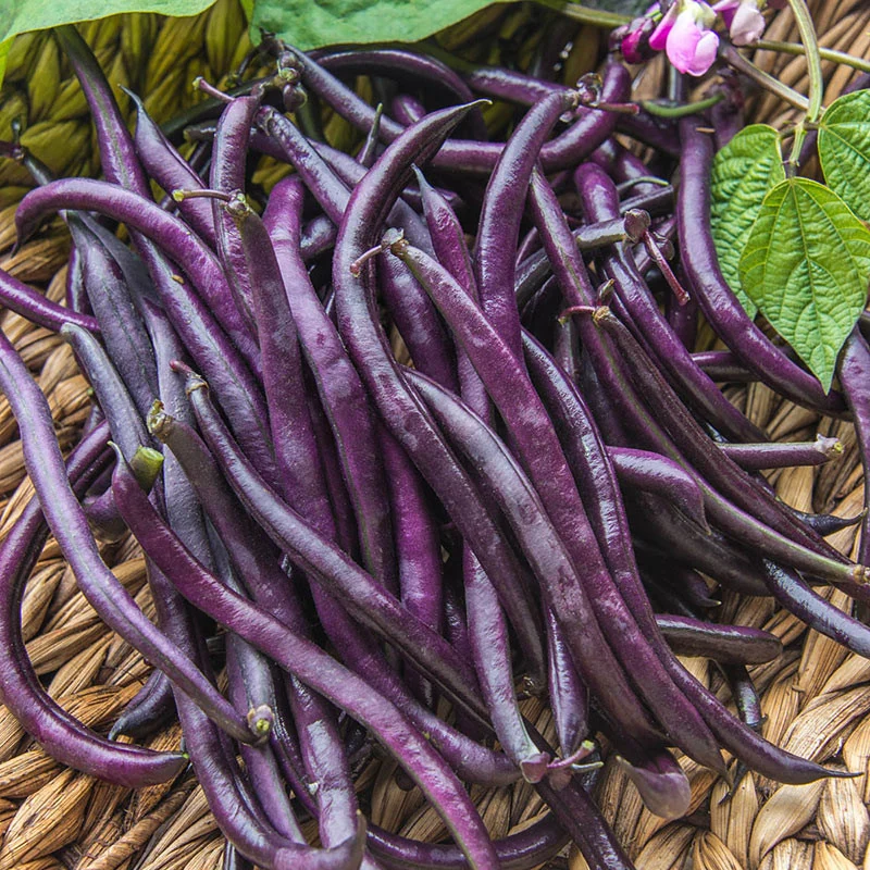 Seminte Fasole Oloaga Violeta Purple Queen 100g Patru Agro - Soi Productiv de Fasole Verzi Violete fara Ate [1]