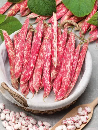 Seminte - Seminte Fasole Pitica Borlotto Lingua di Fuoco 1kg Agrosem - Eficienta Maxima