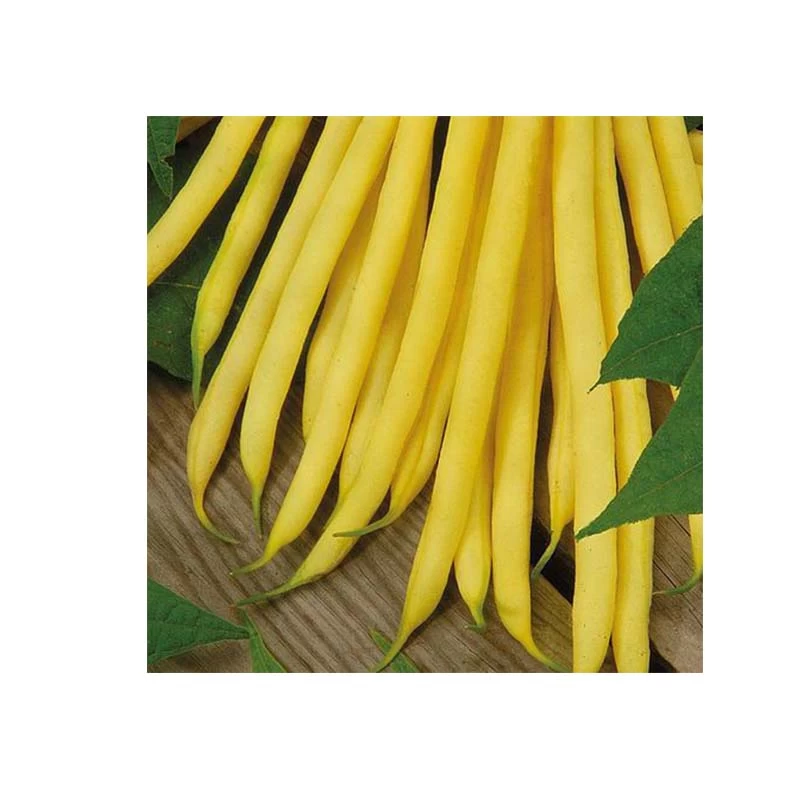 Seminte Fasole Pitica Galbena Maxidor 100g Kertimag - Fideluta Frageda fara Ate [1]