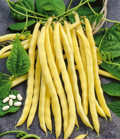 Seminte Fasole Pitica Goldtime 50g Agrosem - Galbena, Frageda si Timpurie [1]