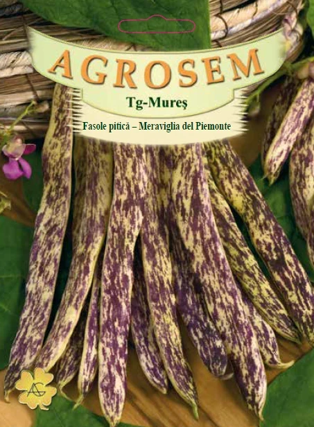 Seminte fasole - Seminte Fasole Pitica Lata Meraviglia del Piemonte 40g Agrosem - Galbena Tarcata