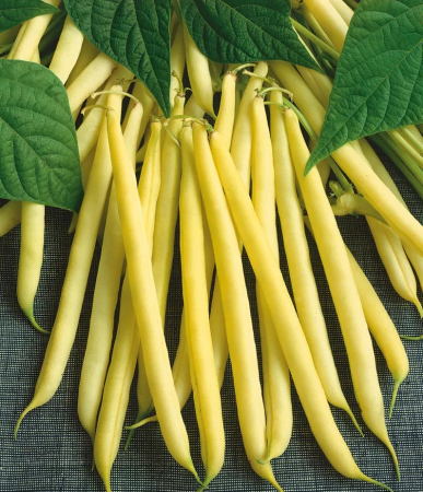 Seminte Fasole Pitica Maxidor 100g Agrosem - Pastai Galbene Fine si Productive [1]