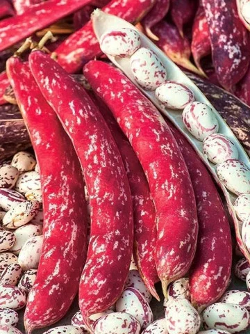 Seminte fasole - Seminte Fasole Pitica pentru Boabe Rocco 50g Kertimag - Fasole Rosie Tip Kidney