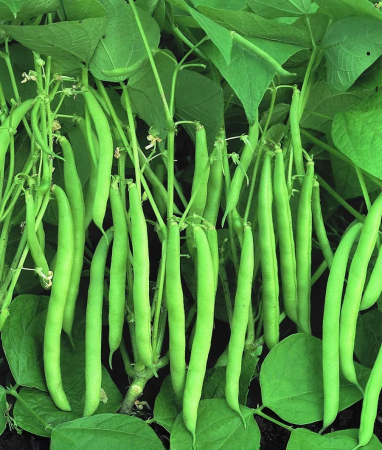 Seminte Fasole Pitica Processor 50g Agrosem - Pastai Verzi de Calitate Industriala [1]