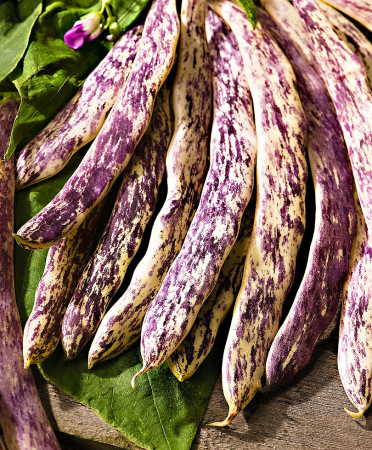 Seminte fasole - Seminte Fasole Pitica Tarcata Merviglia del Piemonte 500g Agrosem - Fasole Galbena cu Striații