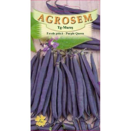Seminte Fasole Pitica Violet Purple Queen 30g Agrosem - Eleganta si Gust in Gradina [2]
