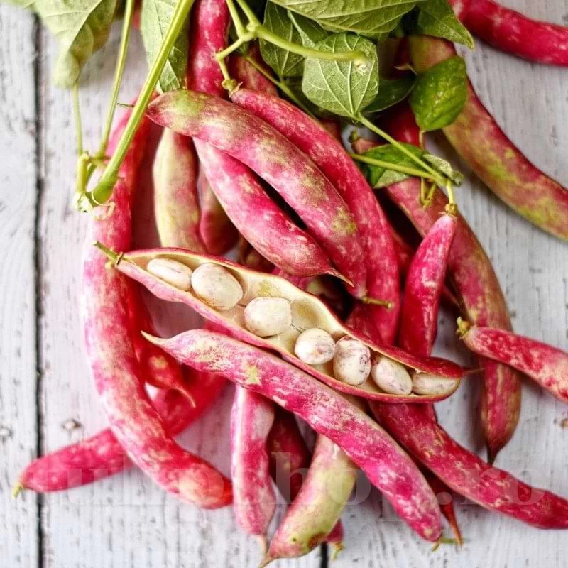 Seminte Fasole Urcatoare Bicolora Borlotto Lingua di Fuoco 3 100g - Pastai Late si Boabe Pestrite [1]