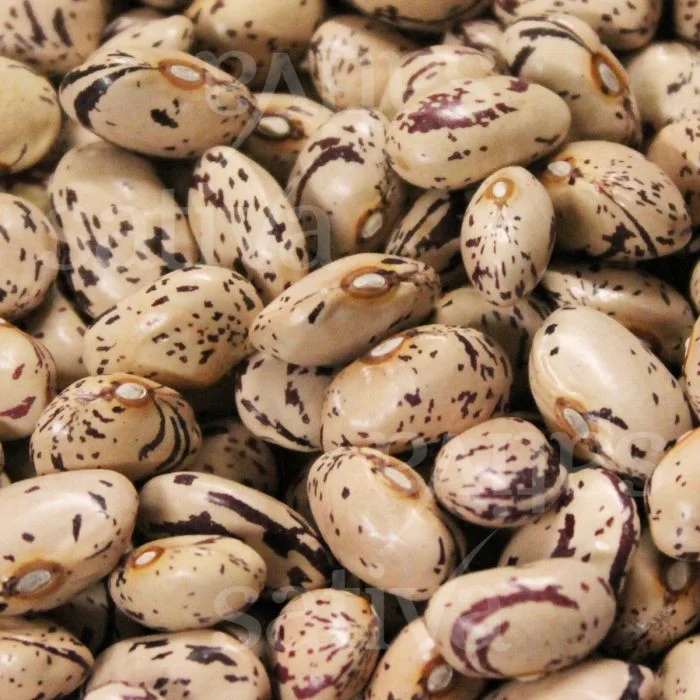 Seminte Fasole Urcatoare Borlotto Lamon 10g Agrosem - Fasole Pestrita de Calitate [2]