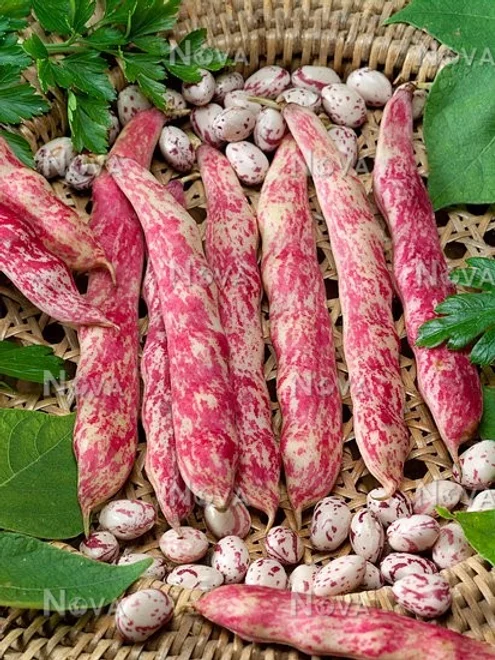 Seminte Fasole Urcatoare Borlotto Lamon 80g Agrosem - Fasole Pestrita pentru Boabe Mari [2]