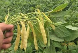 Seminte Fasole Urcatoare Galbena Rotunda Sunshine 80g Agrosem - Soi Fin si Productiv [1]