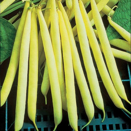 Seminte Fasole Urcatoare Kentucky Wonder Wax 70g Prima Sementi - Fasole Galbena Fideluta [3]