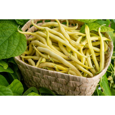 Seminte Fasole Urcatoare Kentucky Wonder Wax 70g Prima Sementi - Fasole Galbena Fideluta [1]