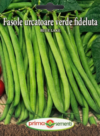 Seminte fasole - Seminte Fasole Urcatoare Verde Fideluta Blue Lake 10g - Soi Productiv