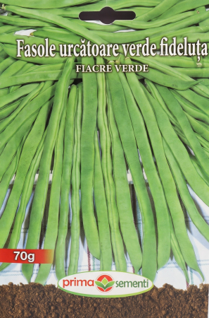 Seminte legume - Seminte Fasole Urcatoare Verde Fideluta Fiacre Verde 70g