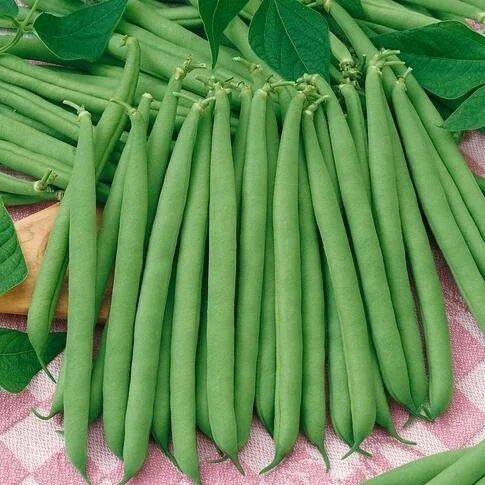 Seminte Fasole Verde Oloaga Bolero 100g - Soi Timpuriu Foarte Productiv fara Ate [1]