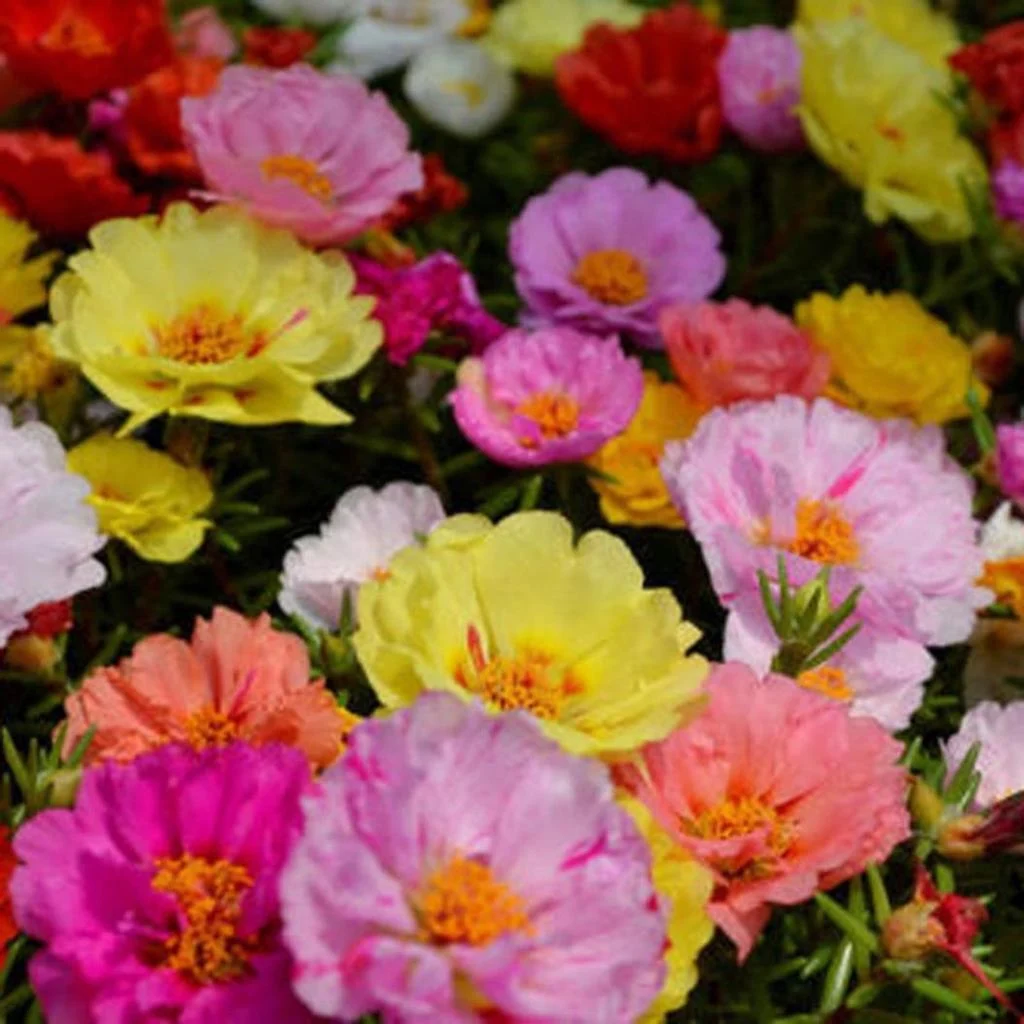 Seminte Floarea de Piatra (Portulaca grandiflora) Amestec, 0.25 g, Kertimag [2]