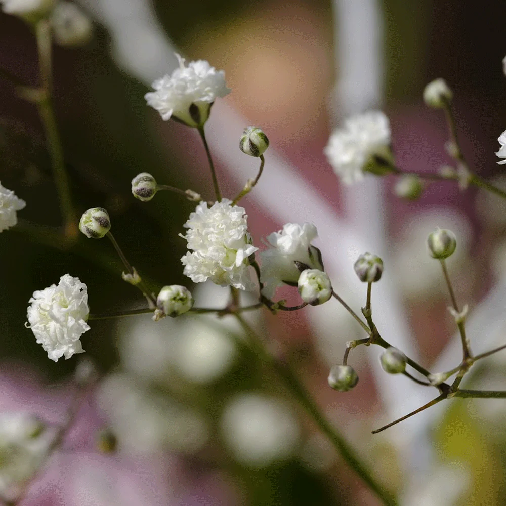 Seminte Floarea Miresei Alb, Plic 0.5g, Flori Delicate pentru Buchete, Kertimag [2]