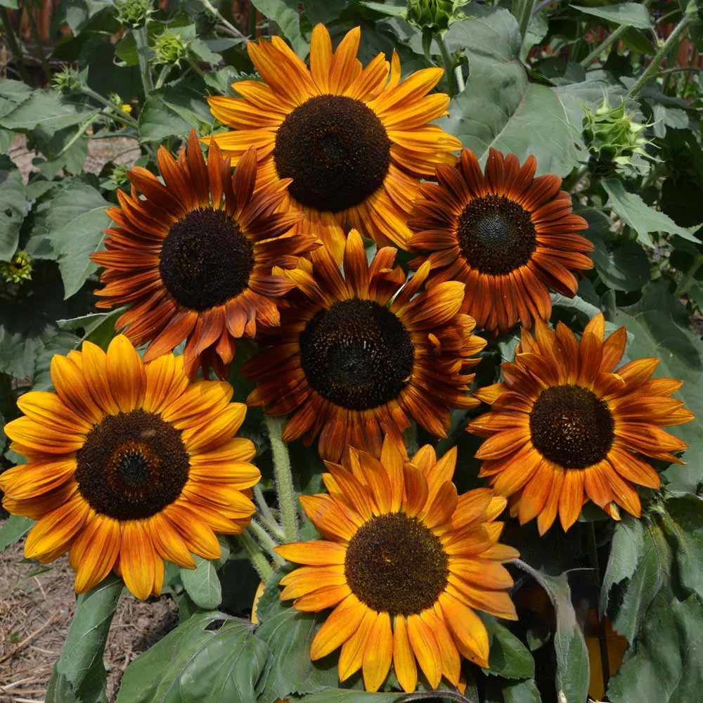 Seminte Floarea Soarelui Decorativa 2g Kertimag - Helianthus Annuus pentru Gradina [2]