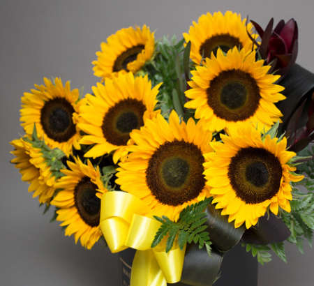 Seminte Floarea Soarelui Decorativa Moonshine 2g Kertimag - Galben Lamai Delicat [2]