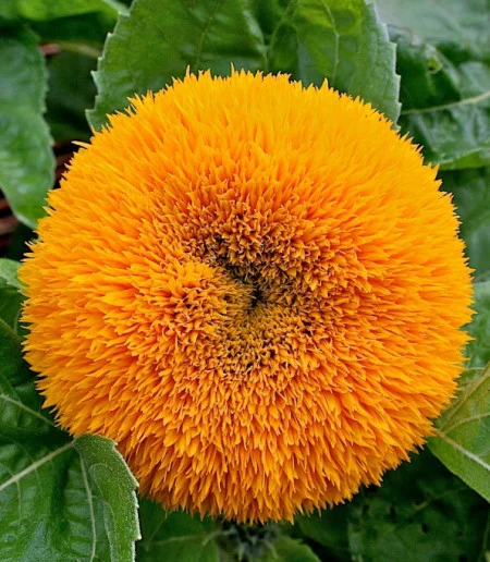 Seminte Floarea Soarelui Decorativa Sonnengold Pitic 2g Kertimag - Flori Batute pentru Ghiveci [1]