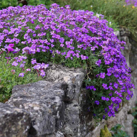 Seminte Flori Aubrieta Violet Inchis Kertimag 0.25g, Planta Perena Covor de Flori pentru Stancarii si Borduri [3]