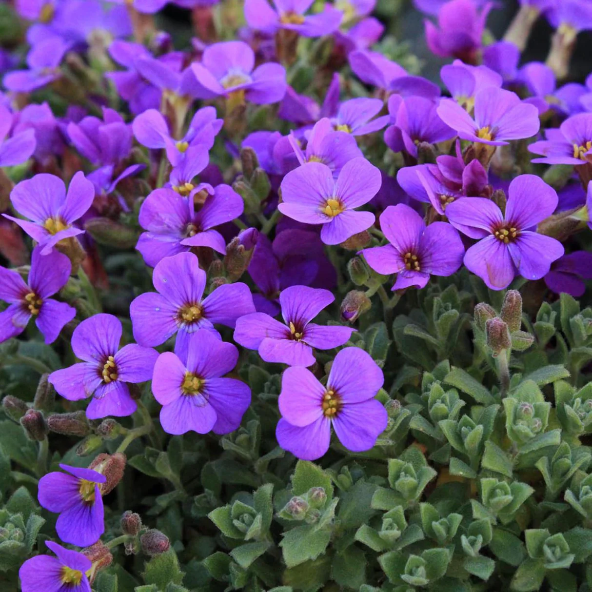 Seminte Flori Aubrieta Violet Inchis Kertimag 0.25g, Planta Perena Covor de Flori pentru Stancarii si Borduri [2]