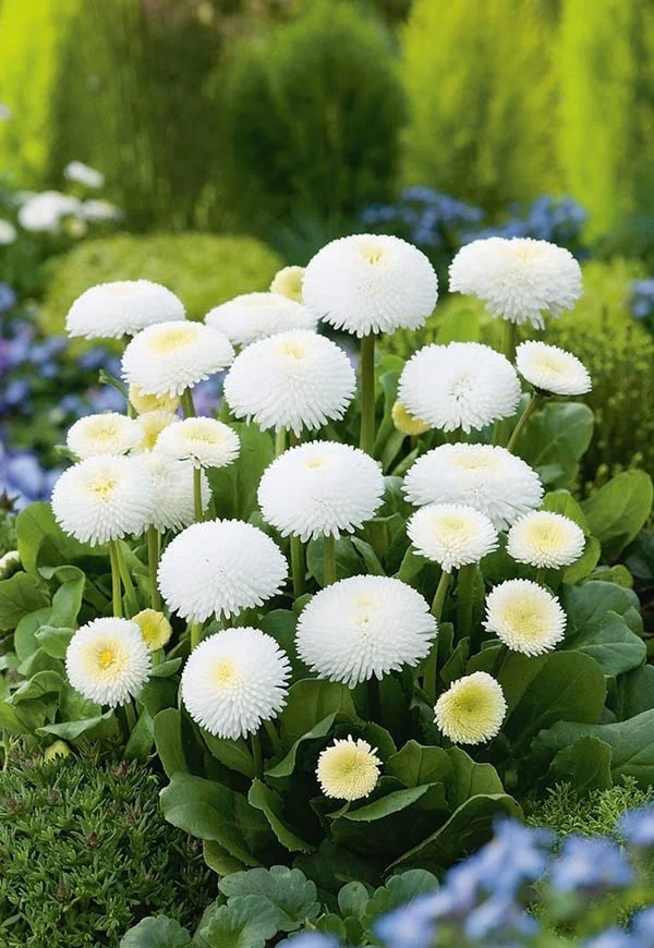 Seminte Flori Banutei Albi 0.2g Kertimag - Bellis Perennis pentru Gradini de Primavara [1]