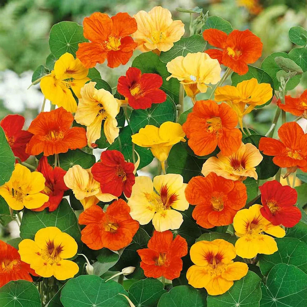 Seminte Flori Coltunasi Amestec de Culori 3g Kertimag - Tropaeolum Majus Tarator si Comestibil [1]