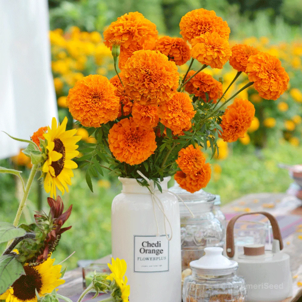 Seminte Flori Craite Inalte Portocalii 1g Kertimag - Flori Mari tip Garofita [1]