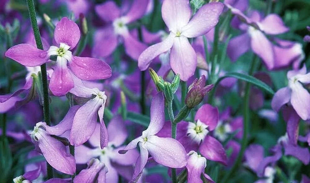 Seminte Flori Micsunele Mov de Noapte 1g Kertimag - Parfum Hipnotic de Seara [2]