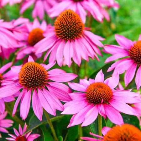 Seminte Flori Palaria Soarelui Echinaceea 0.5g Kertimag - Planta Perena si Medicinala [2]