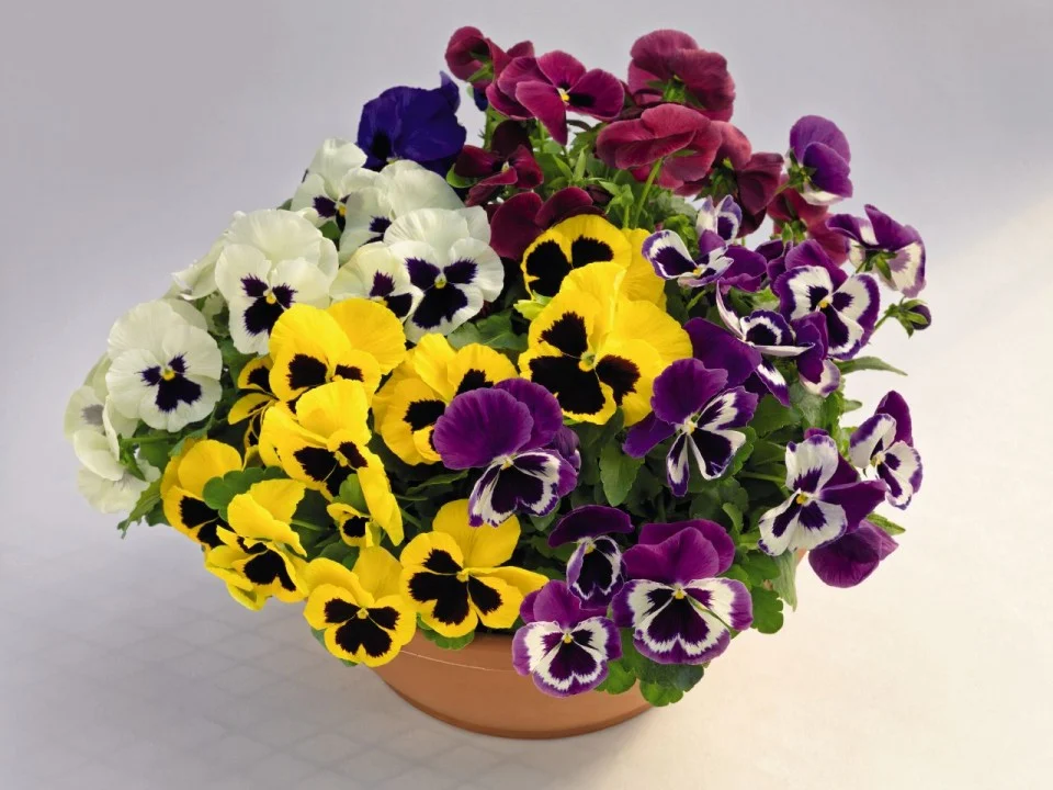 Seminte Flori Panselute Amestec de Culori 0.25g Kertimag - Viola Wittrockiana Mix [2]