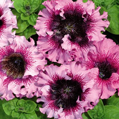 Seminte Flori Petunie Superbissima cu Flori Mari 0.13g Kertimag - Flori Gigante Ondulate [2]