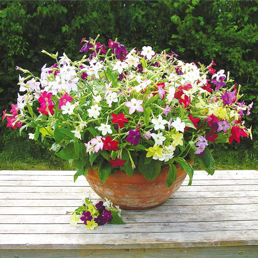 Seminte Flori Regina Noptii Amestec de Culori 0.25g Kertimag - Parfum Intens de Seara [1]