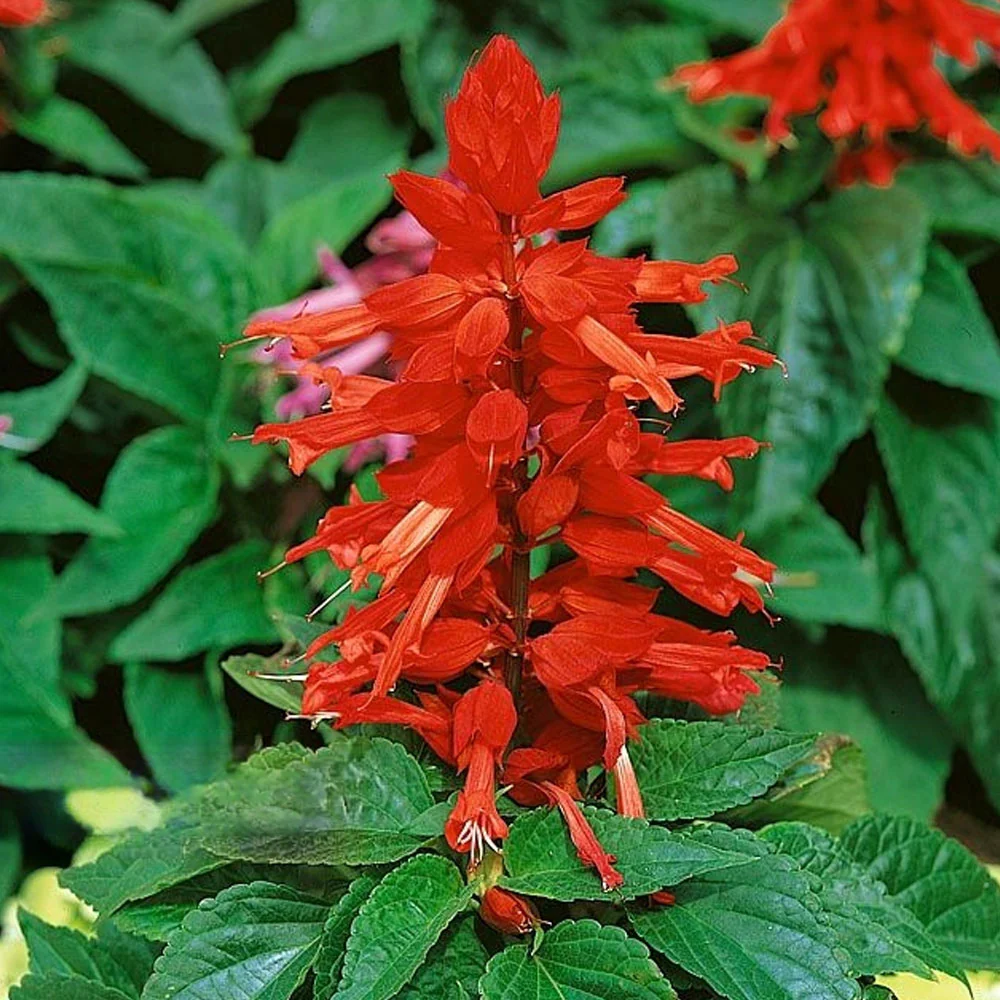 Seminte Flori Salvie Decorativa Magic Fire Pitic 0.5g Kertimag - Rosu Aprins de Durata [1]