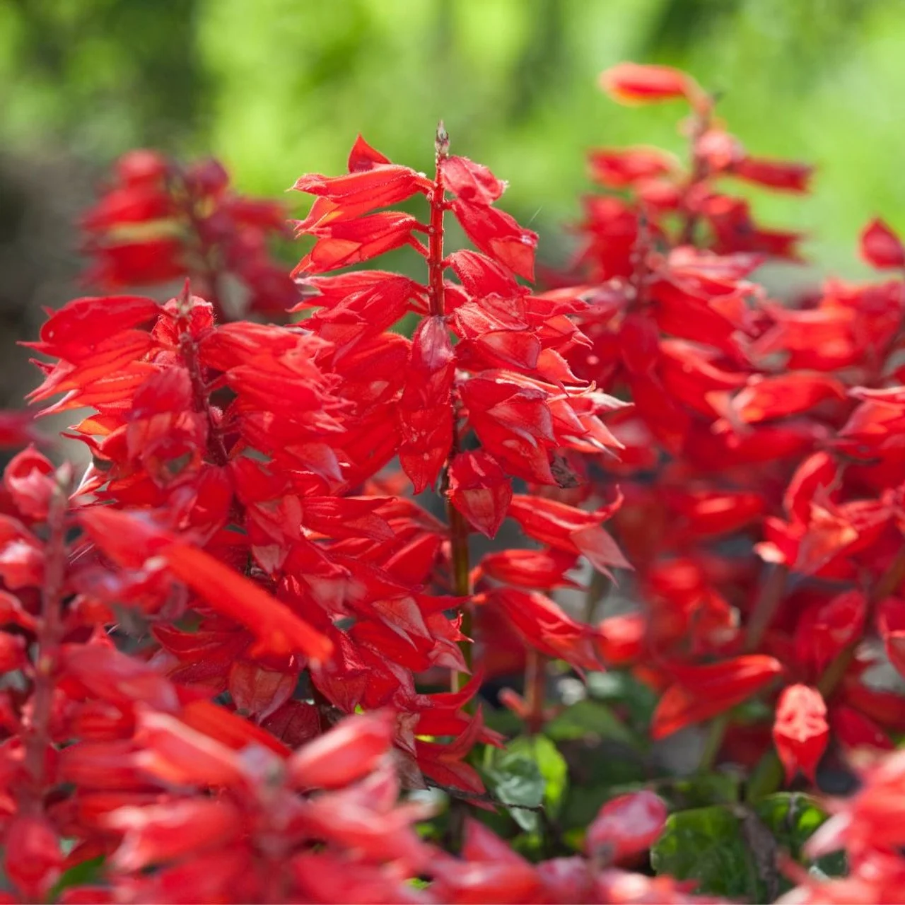 Seminte Flori Salvie Decorativa Magic Fire Pitic 0.5g Kertimag - Rosu Aprins de Durata [2]