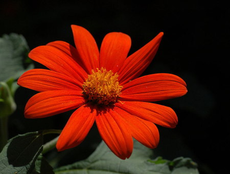 Seminte Flori Titonia Rotundifolia 1g Kertimag - Floarea Soarelui Mexicana Portocalie [2]