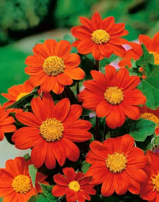 Seminte Flori Titonia Rotundifolia 1g Kertimag - Floarea Soarelui Mexicana Portocalie [1]