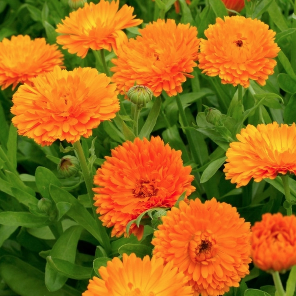 Seminte Galbenele (Calendula officinalis), 1 g, Kertimag, Planta Medicinala si Ornamentala [2]