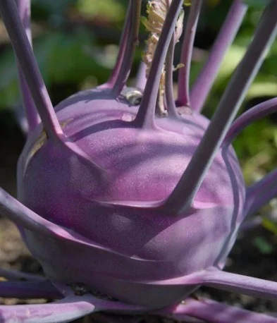 Seminte Gulie Violeta 1g Kertimag - Soi Tardiv cu Radacini Mov si Pulpa Frageda [1]