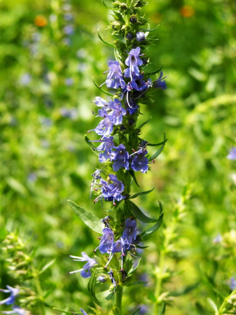 Seminte Isop 1g Kertimag - Planta Aromatica, Medicinala si Melifera Perena [2]