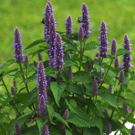 Seminte Isop 1g Kertimag - Planta Aromatica, Medicinala si Melifera Perena [1]