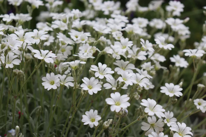 Seminte Lana Caprelor Alba 0.25g Kertimag - Cerastium Tomentosum Covor Argintiu [2]