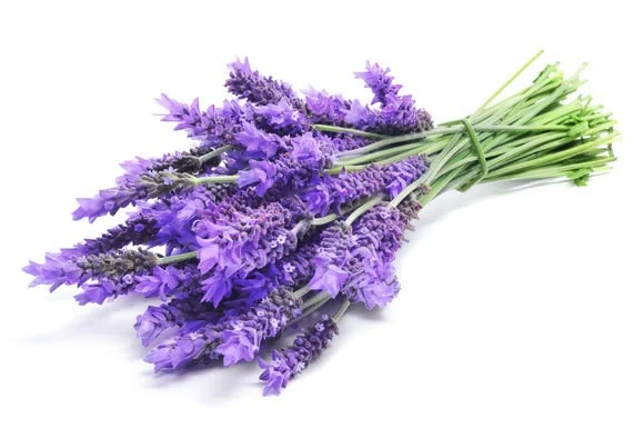 Seminte Lavanda Lavandula officinalis 0.5g Kertimag - Planta Aromatica si Ornamentala Perena [1]