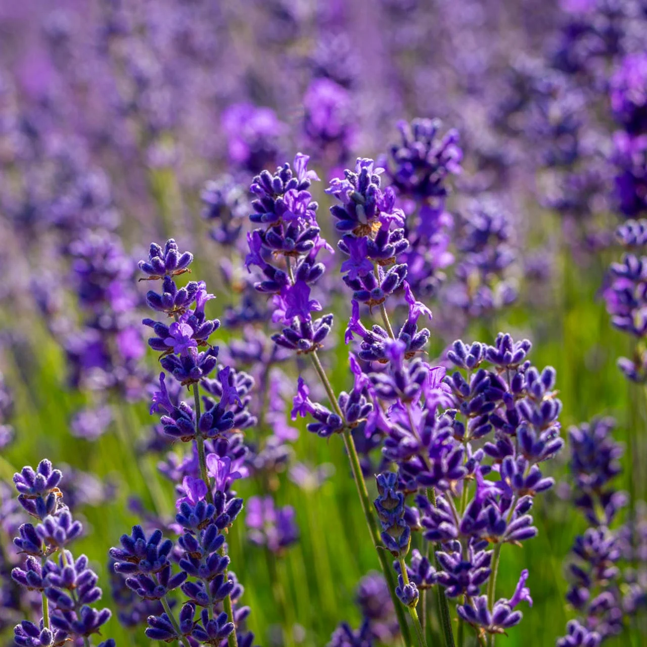 Seminte Lavanda Lavandula officinalis 0.5g Kertimag - Planta Aromatica si Ornamentala Perena [2]